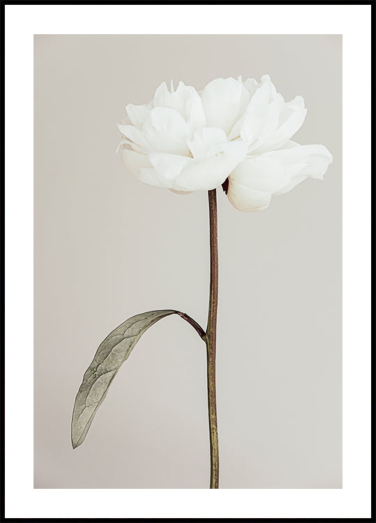 Peony 07 Poster