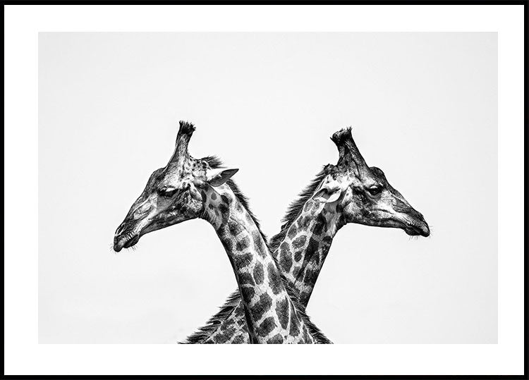 Two Giraffes Poster - Posterbox.dk