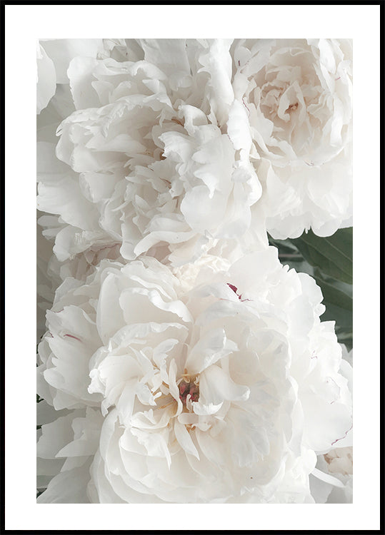 Bouquet Of White Peonies Poster - Posterbox.dk