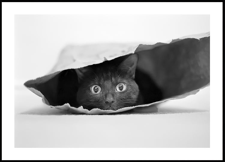 Cat in a bag Poster
