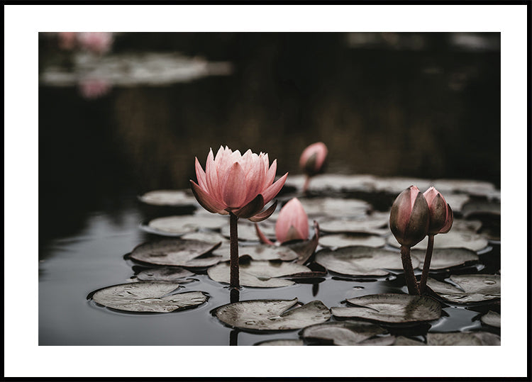 Pink Lotus Flowers Poster - Posterbox.dk