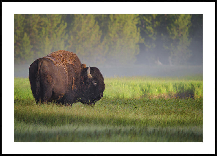 Bison in Morning Light Poster