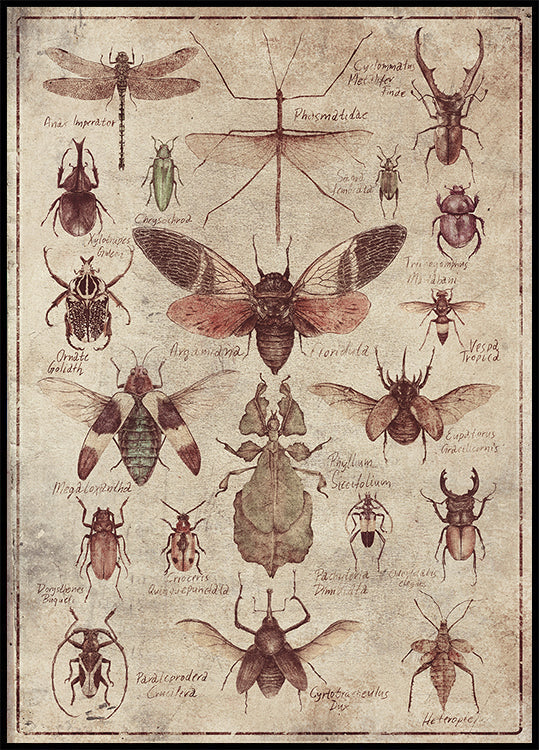 Vintage-style Insects Poster