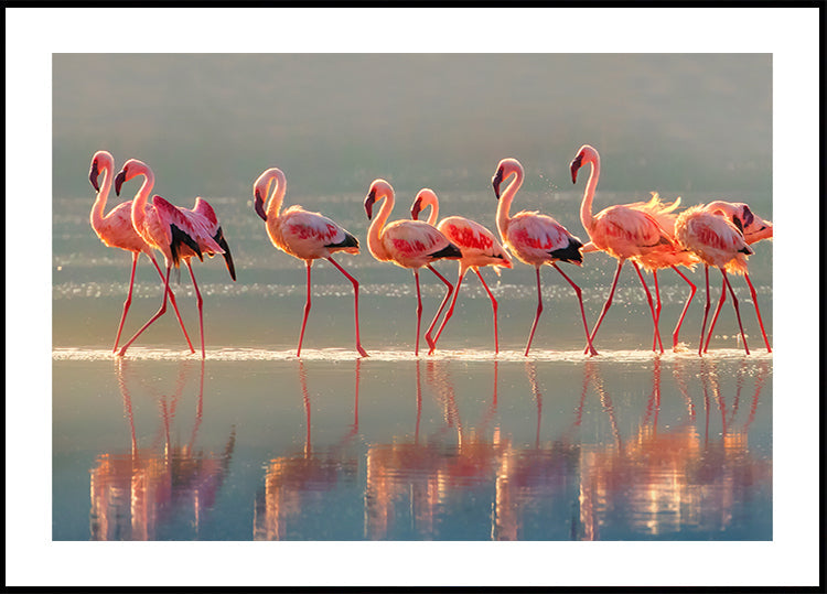 Flamingo Poster