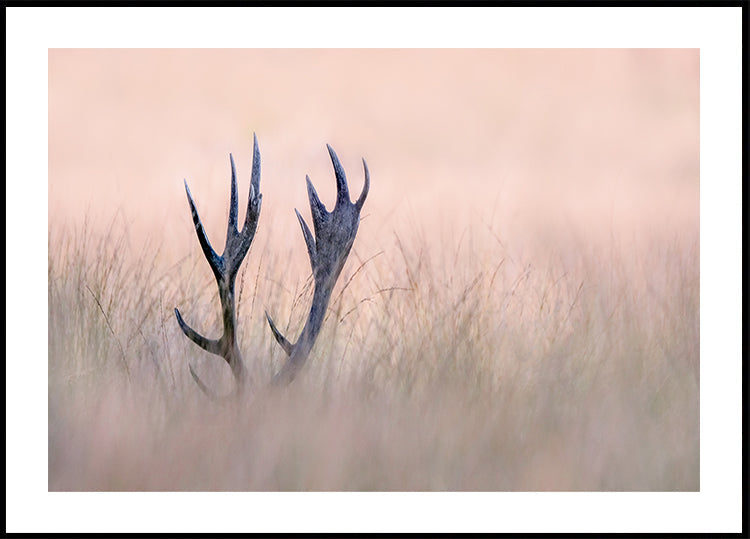 Hide & Seek (Horn of Stag)