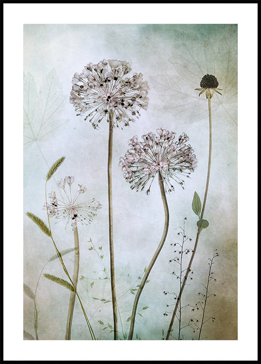 Allium Poster