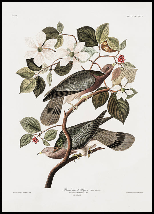 Brand Tailed Pigeon From Birds Of America (1827) Poster