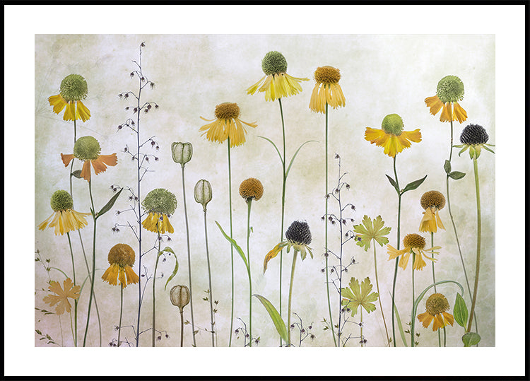 Helenium Poster
