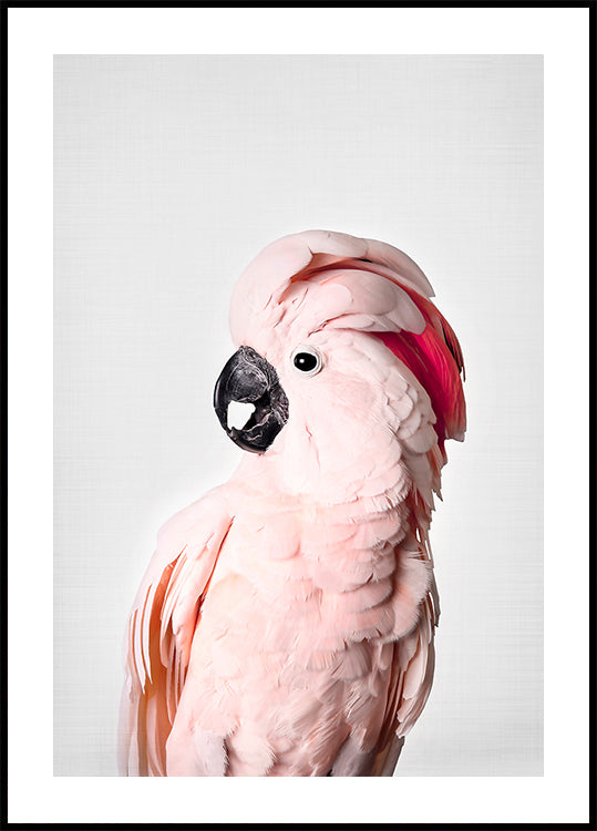 Pink Cockatoo