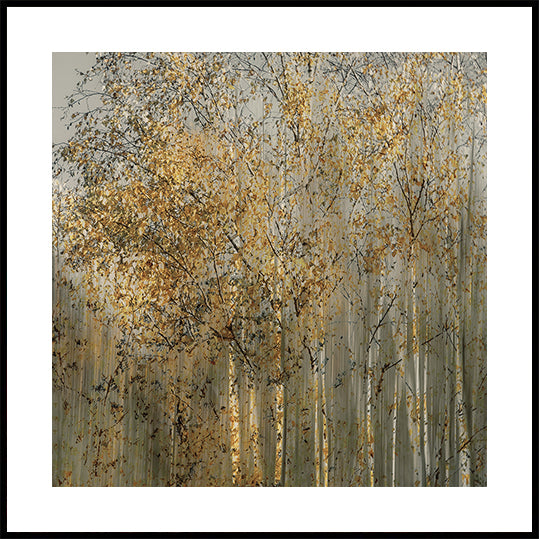 Birch impression Poster