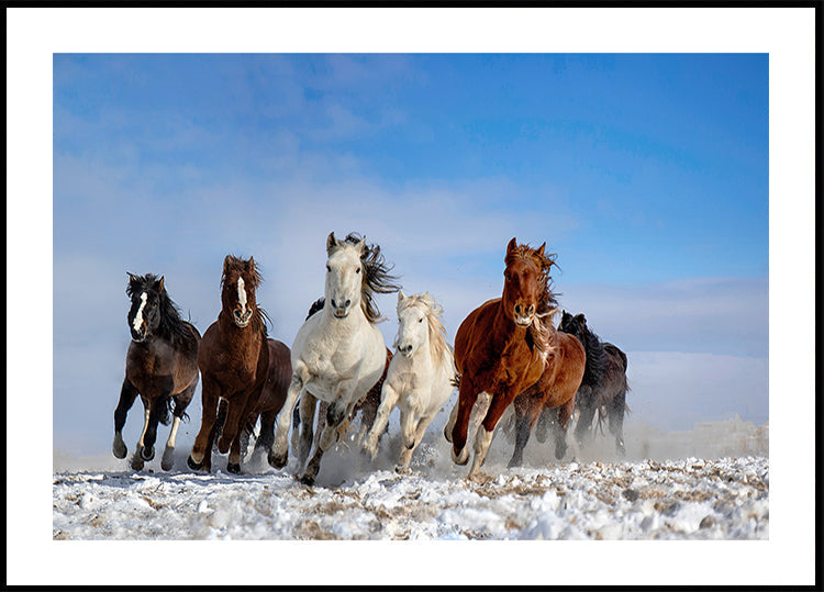 Mongolian Horses