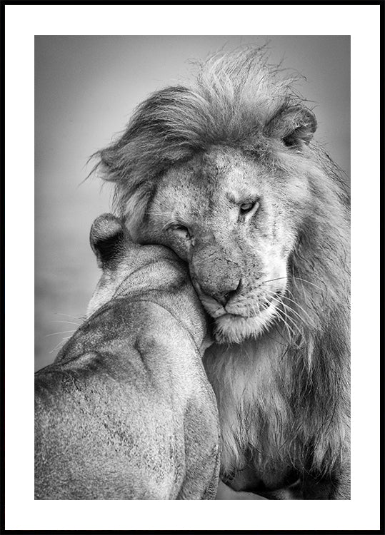 African Love! Poster