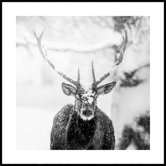 Male deer in heavy snow Posters