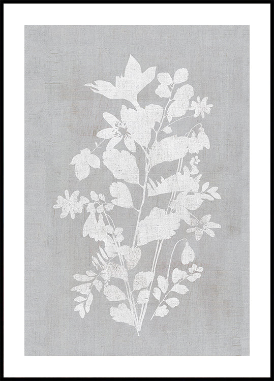 Botanical Illustration 2 Poster