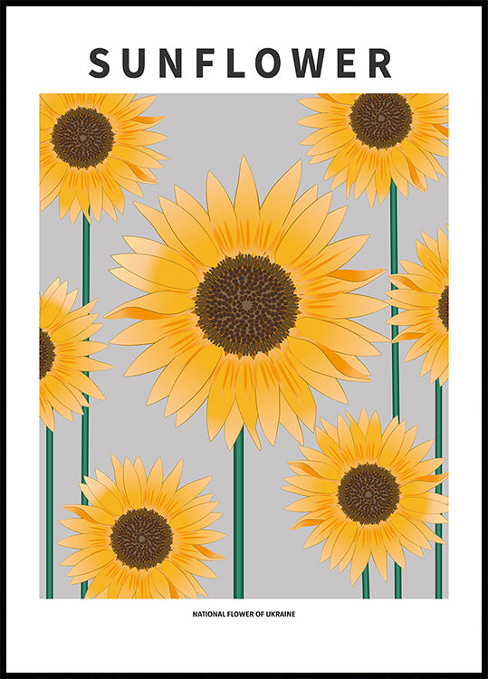 Sunflower - National flower and Ukraine Poster