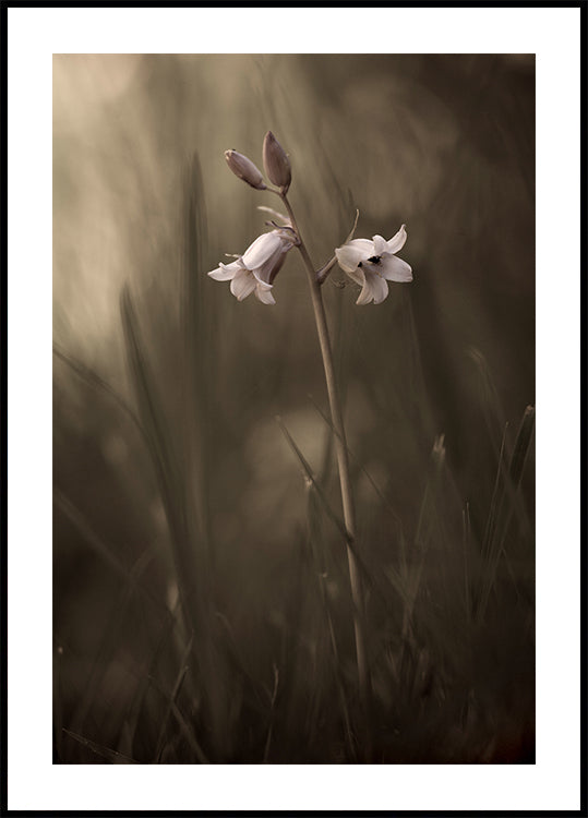 A small flower on the ground Poster