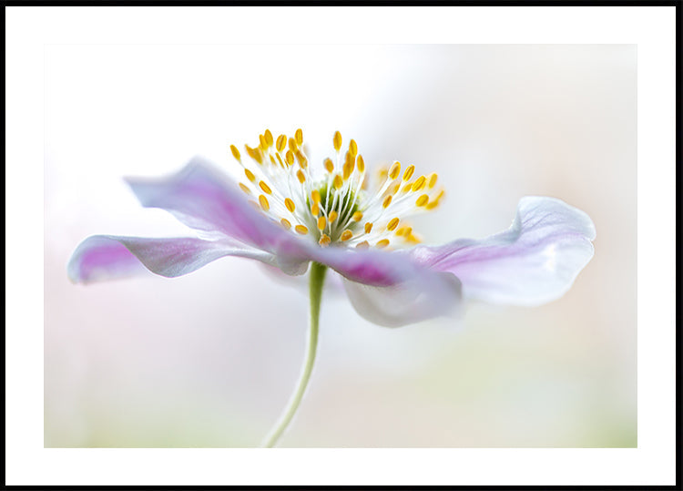 Wood Anemone