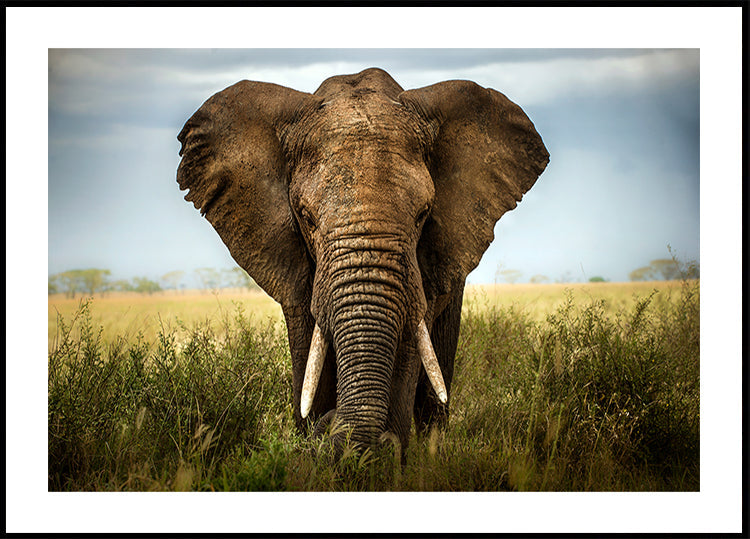 Encounters in the Serengeti
