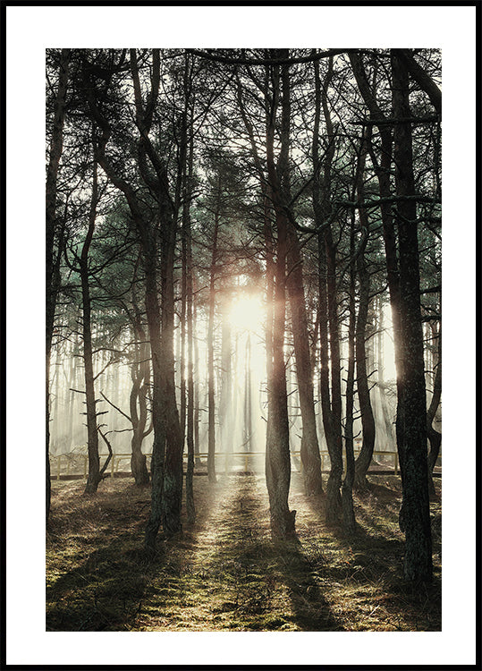 Sunlight Through The Trees Poster - Posterbox.dk