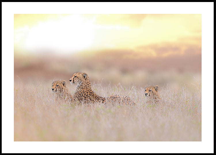 Cheetah Family Poster
