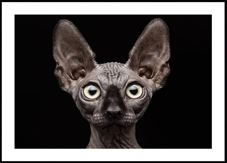 Sphynx Cat