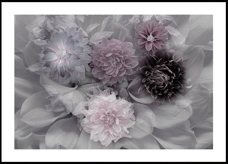 Dahlia dream Poster