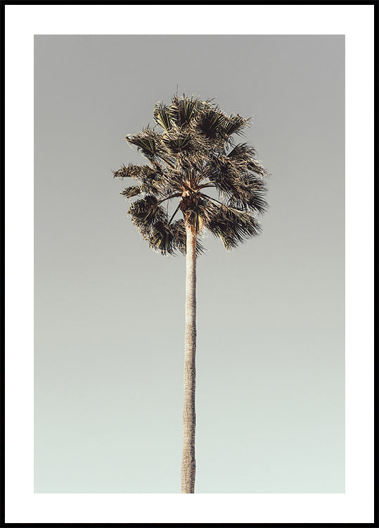 Palm_001