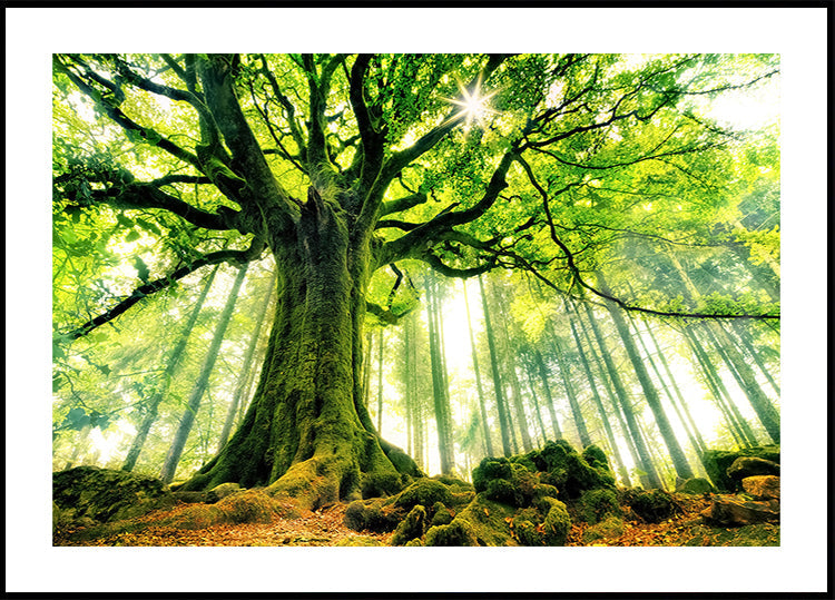 Ponthus' Beech Poster