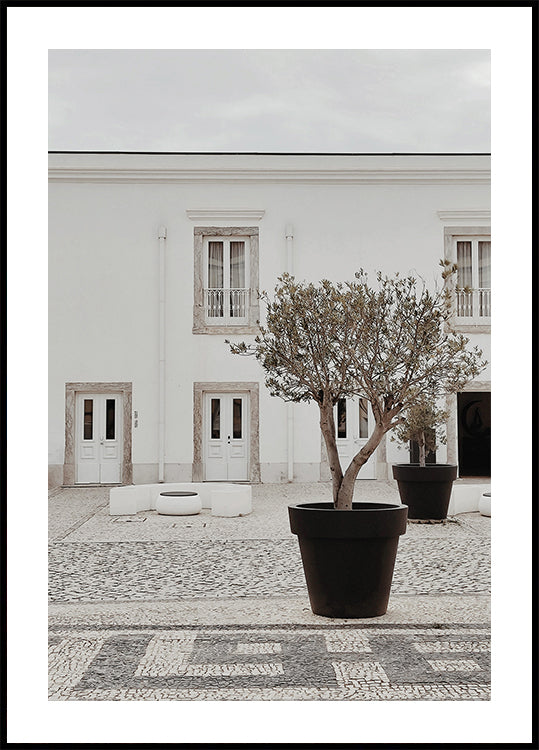 Olive Tree in City Courtyard Poster - Posterbox.dk