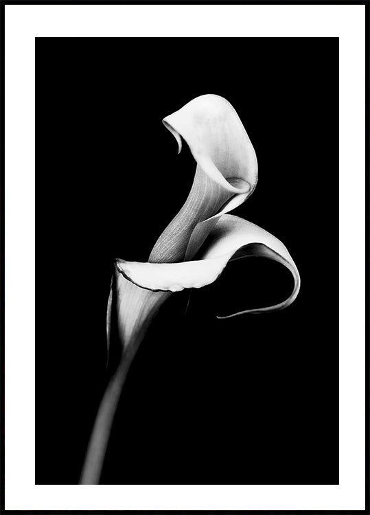 Calla Lily Poster - Posterbox.dk
