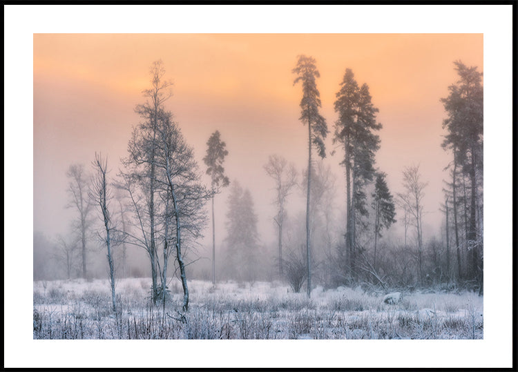 Frosty morning Poster