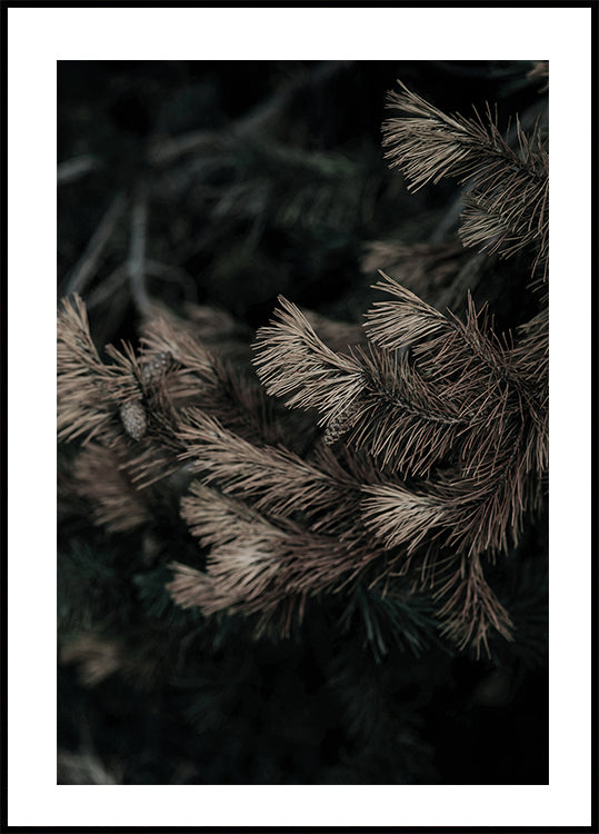 Fir Needle No. 2 Poster - Posterbox.dk