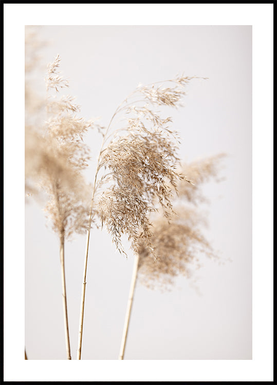Reed Grass Gray 09 Poster