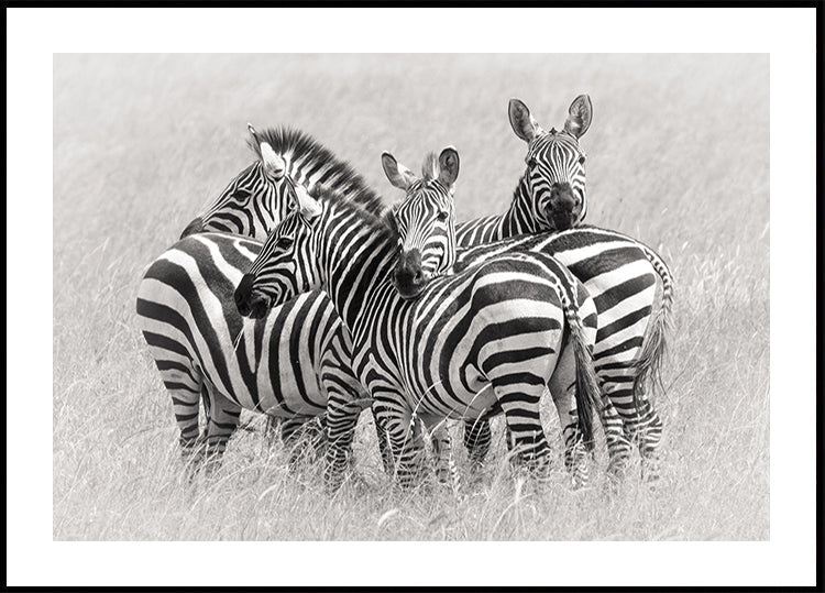 Zebras