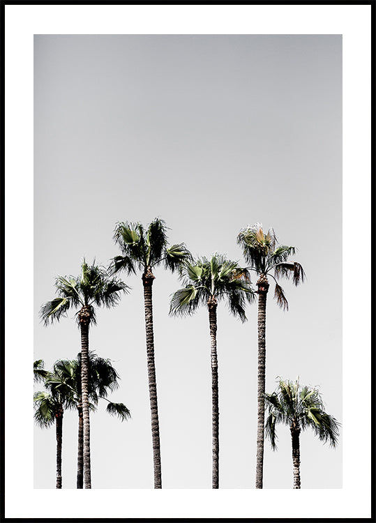 Palm Trees 5 Poster