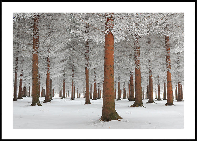 magical forest Poster