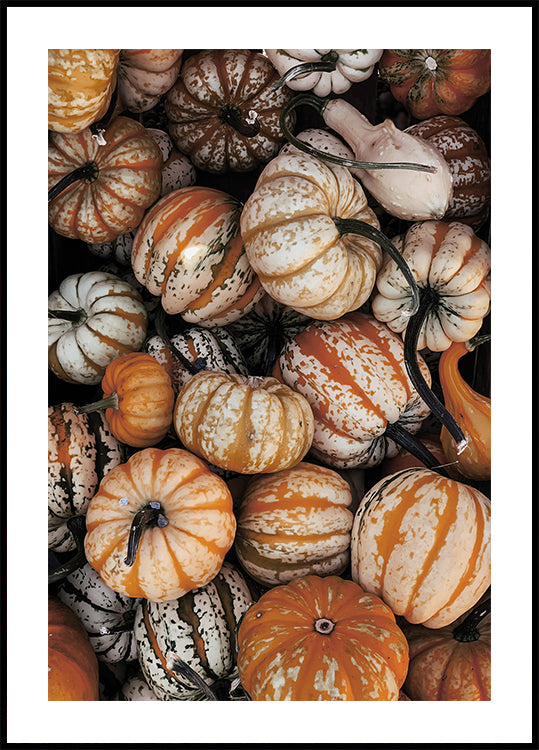 Vibrant Autumn Pumpkins Poster - Posterbox.dk