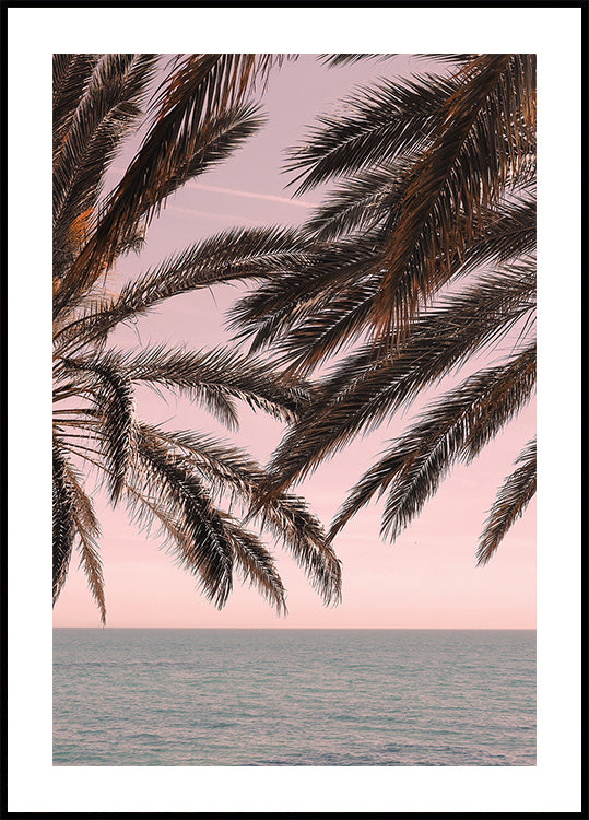 Palm_011