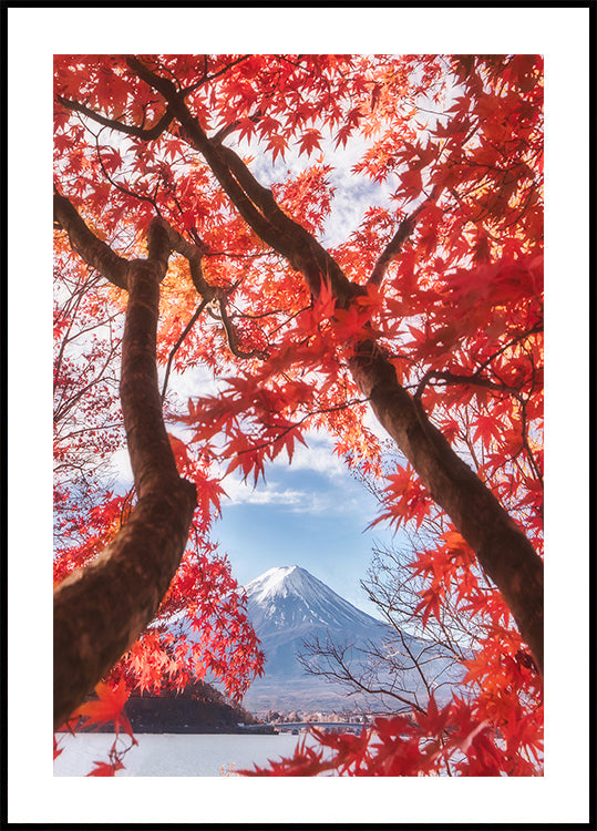 Mt.fuji is in the autumn leaves Poster