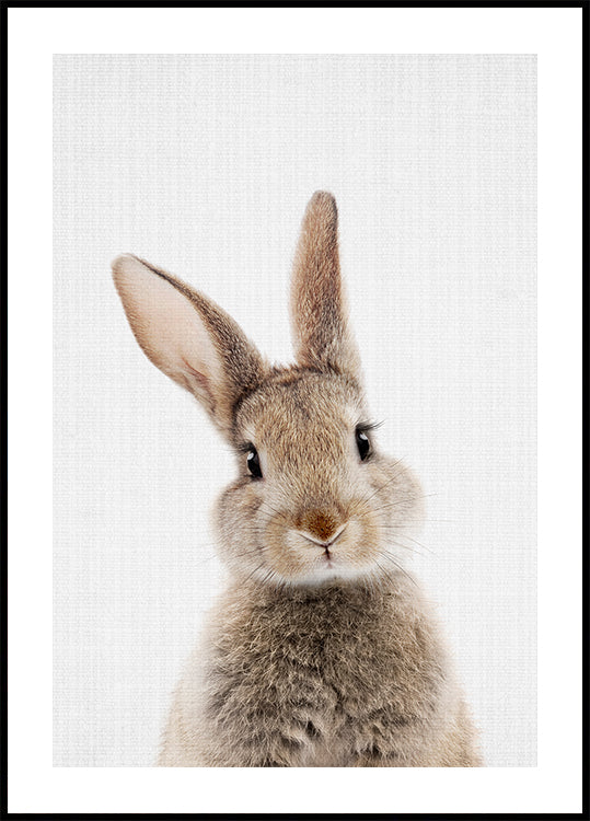 Peekaboo Bunny Poster