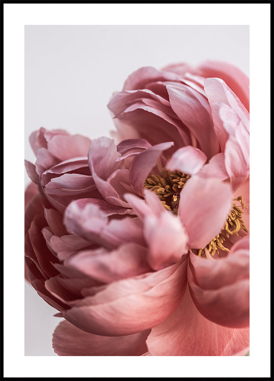 Peony