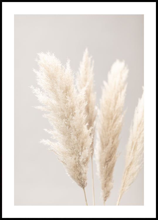 Pampas Grass Gray 02 Poster
