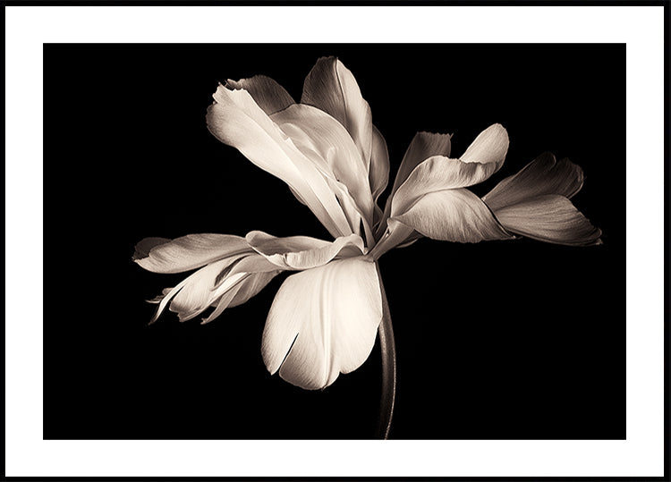 Tulip Exotic Emperor Poster
