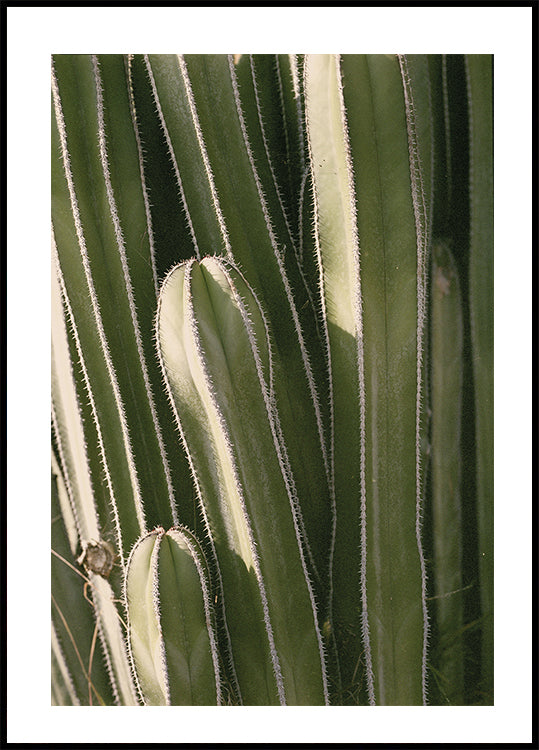Cactus Poster - Posterbox.dk