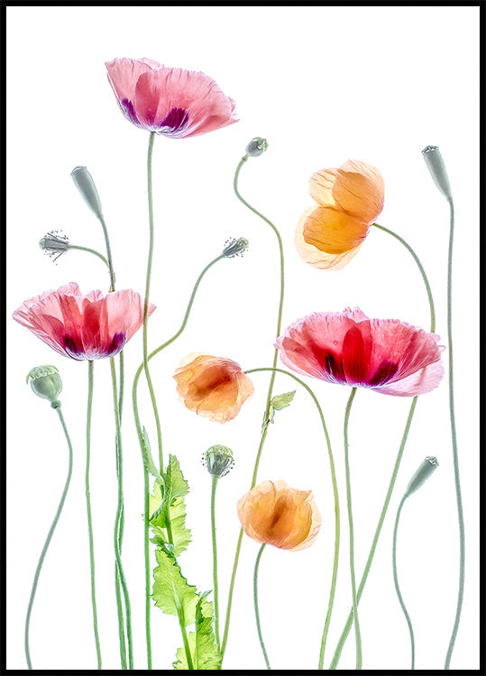 Poppies Poster