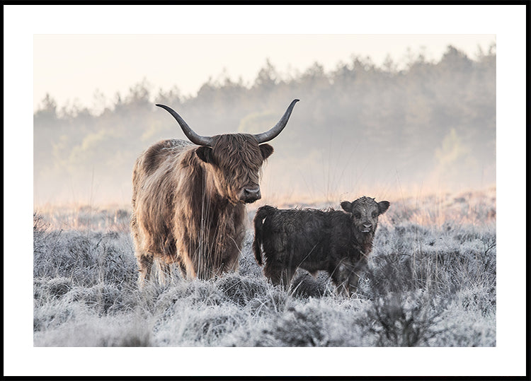 Highlander and Calf Poster