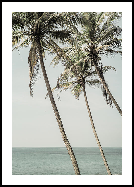 Ocean Breeze Palms Poster