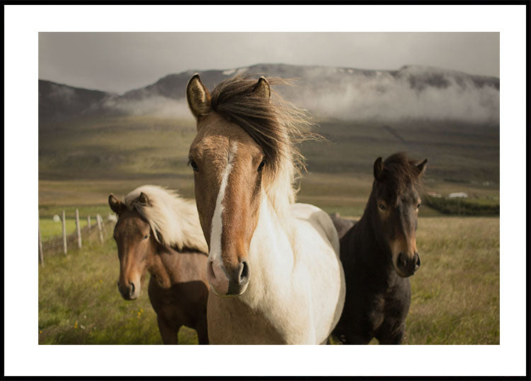 Graceful Horses Poster - Posterbox.dk