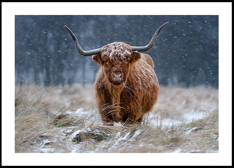 Snowy Highland cow