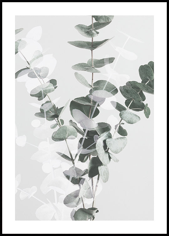 Eucalyptus No.3 Poster